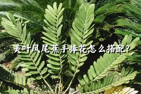 美叶凤尾蕉手捧花怎么搭配？