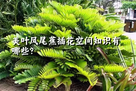 美叶凤尾蕉插花空间知识有哪些？