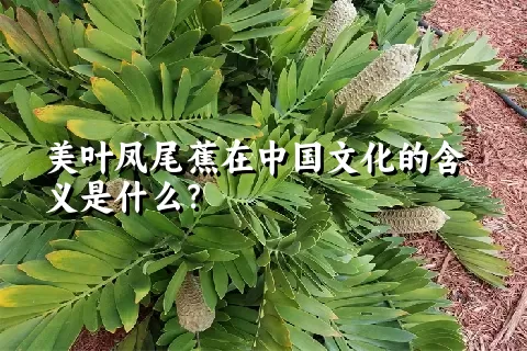 美叶凤尾蕉在中国文化的含义是什么？