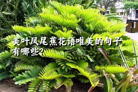 美叶凤尾蕉花语唯美的句子有哪些？