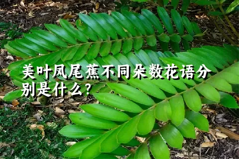 美叶凤尾蕉不同朵数花语分别是什么？