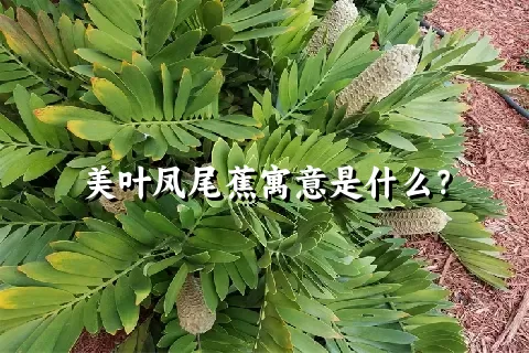 美叶凤尾蕉寓意是什么？