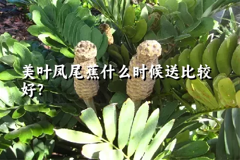 美叶凤尾蕉什么时候送比较好？