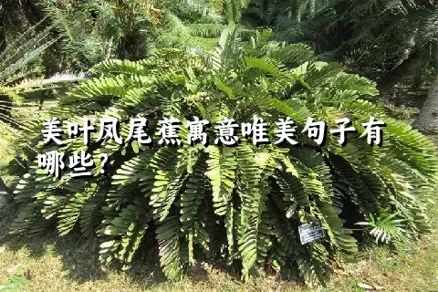 美叶凤尾蕉寓意唯美句子有哪些？