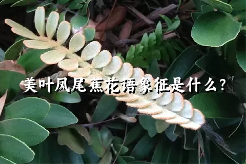 美叶凤尾蕉花语象征是什么？