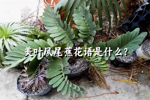 美叶凤尾蕉花语是什么？