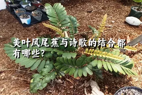 美叶凤尾蕉与诗歌的结合都有哪些？