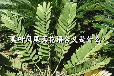 美叶凤尾蕉花语含义是什么？