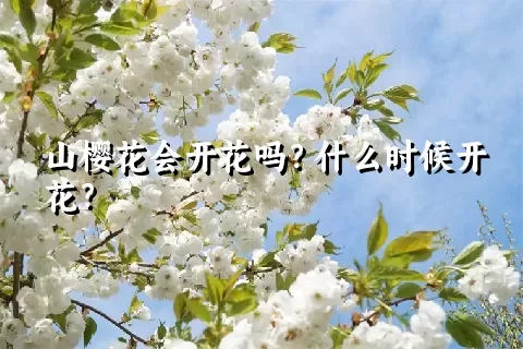 山樱花会开花吗？什么时候开花？