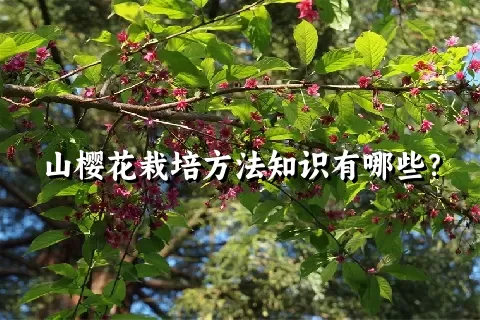 山樱花栽培方法知识有哪些？