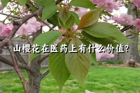 山樱花在医药上有什么价值？