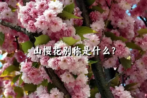 山樱花别称是什么？