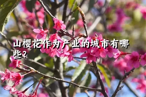 山樱花作为产业的城市有哪些？