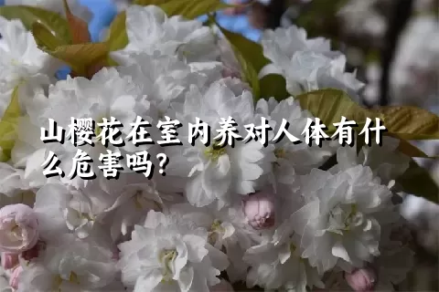 山樱花在室内养对人体有什么危害吗？