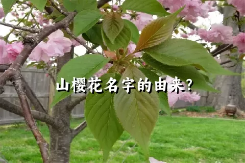 山樱花名字的由来？