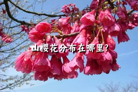 山樱花分布在哪里?