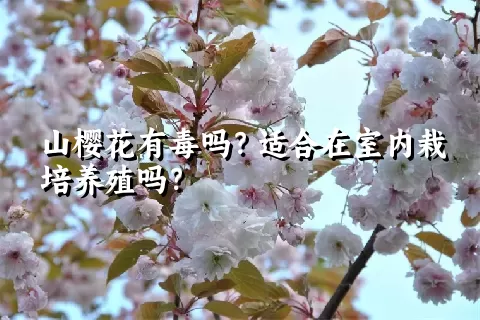 山樱花有毒吗？适合在室内栽培养殖吗？