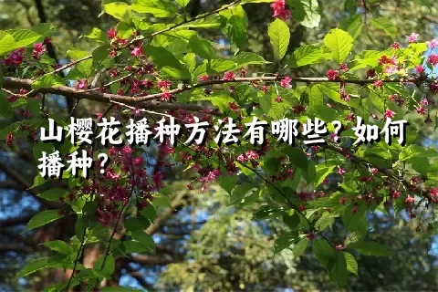 山樱花播种方法有哪些？如何播种？