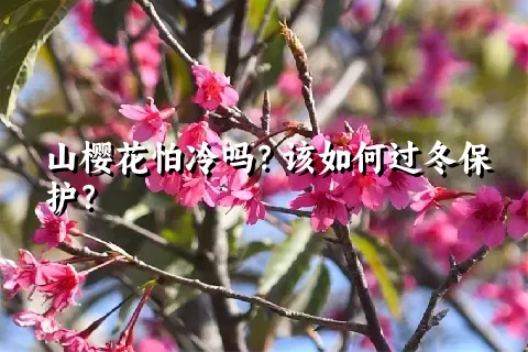 山樱花怕冷吗？该如何过冬保护？