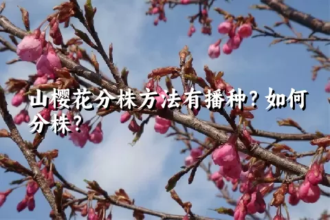 山樱花分株方法有播种？如何分株？