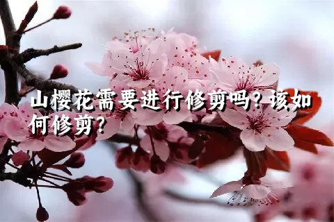 山樱花需要进行修剪吗？该如何修剪？