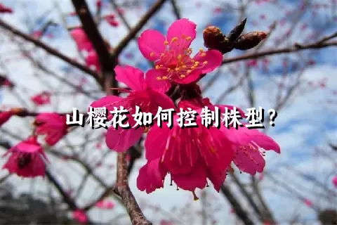 山樱花如何控制株型？