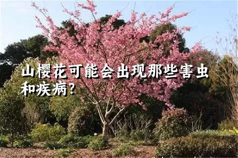 山樱花可能会出现那些害虫和疾病？