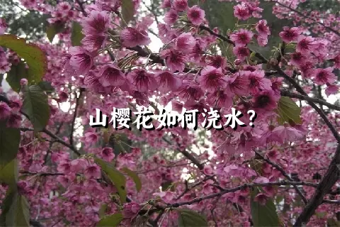 山樱花如何浇水？