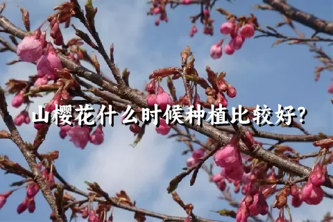 山樱花什么时候种植比较好？