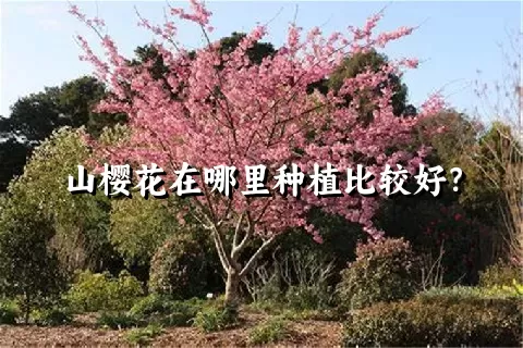 山樱花在哪里种植比较好？