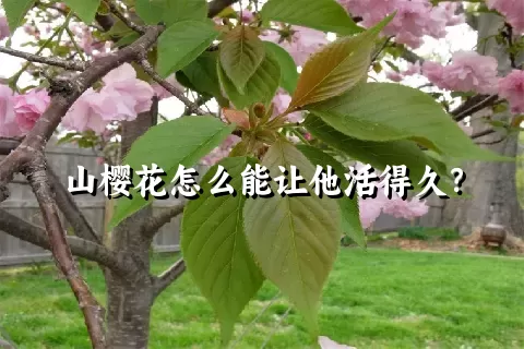 山樱花怎么能让他活得久？