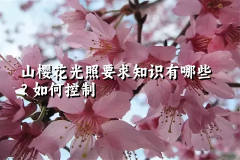 山樱花光照要求知识有哪些？如何控制