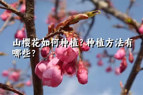 山樱花如何种植？种植方法有哪些？