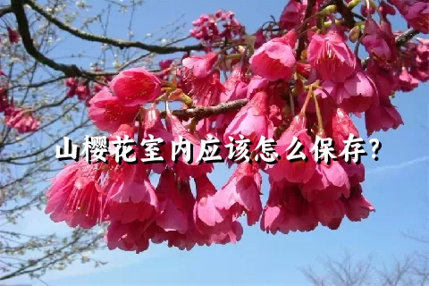 山樱花室内应该怎么保存？