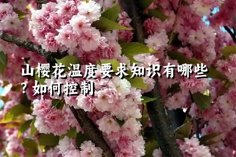 山樱花温度要求知识有哪些？如何控制