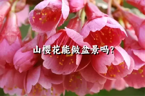 山樱花能做盆景吗？