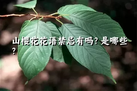 山樱花花语禁忌有吗？是哪些？