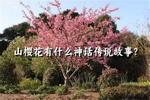 山樱花有什么神话传说故事？