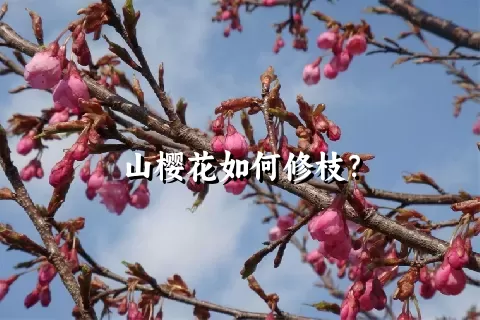 山樱花如何修枝？