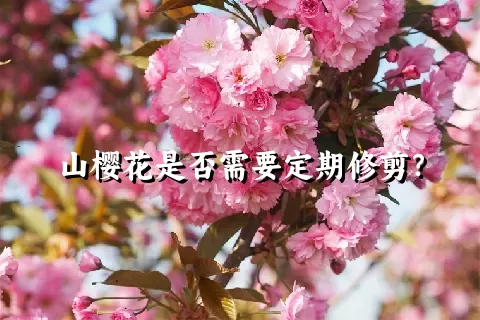 山樱花是否需要定期修剪？