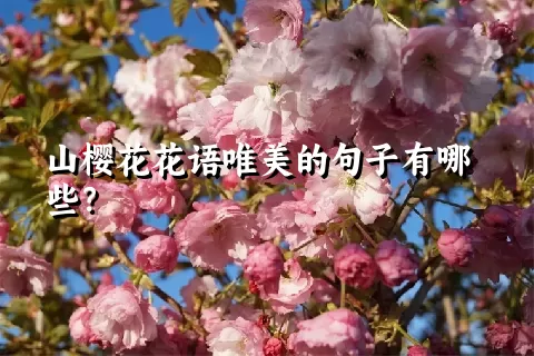 山樱花花语唯美的句子有哪些？