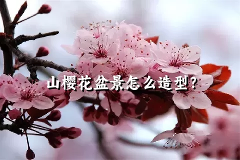 山樱花盆景怎么造型？