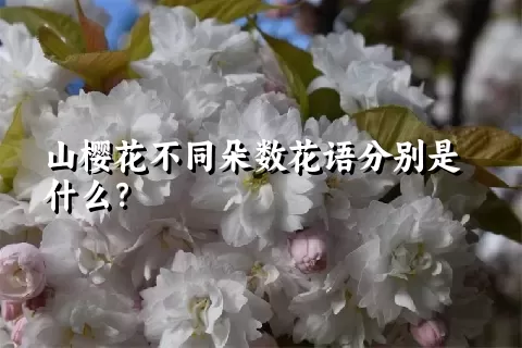 山樱花不同朵数花语分别是什么？