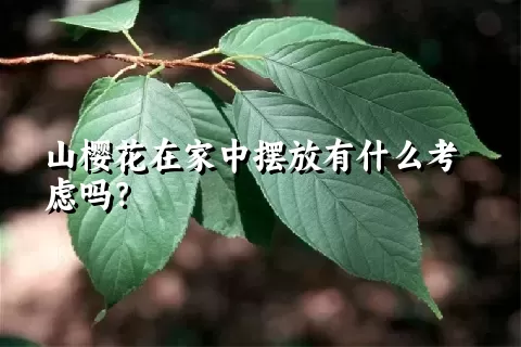 山樱花在家中摆放有什么考虑吗？