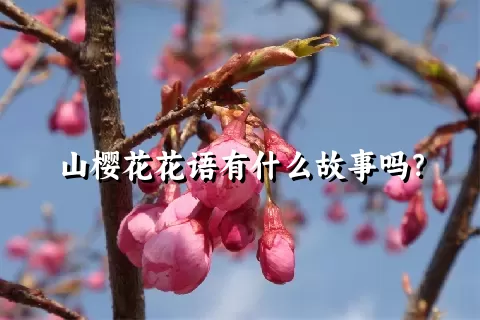 山樱花花语有什么故事吗？