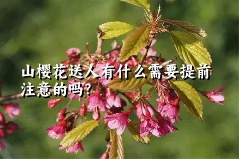 山樱花送人有什么需要提前注意的吗？