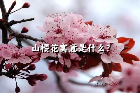 山樱花寓意是什么？