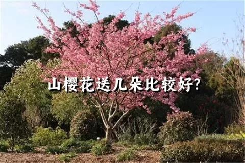 山樱花送几朵比较好？