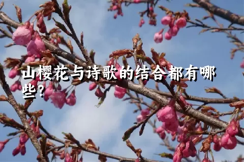 山樱花与诗歌的结合都有哪些？