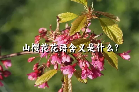 山樱花花语含义是什么？